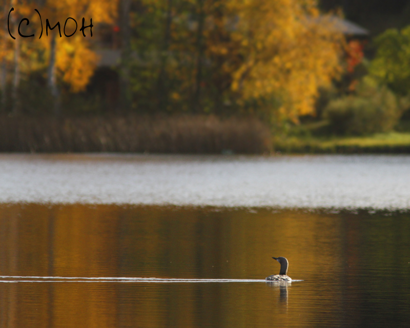 Kuikka Auhj�rvell�